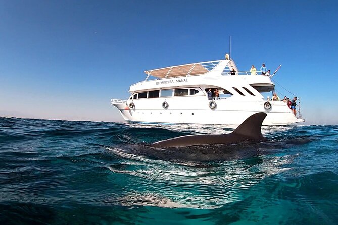 Royal Dolphin House Sea Trip Hurghada - Is $16 good value?