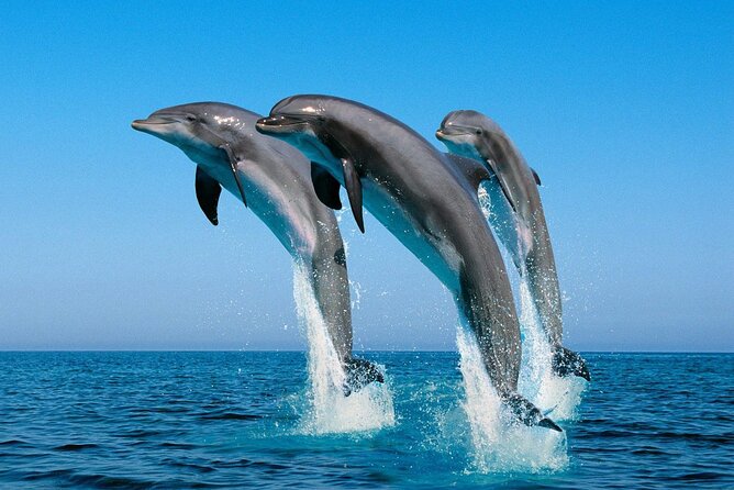 ROYAL Dolphin House & Water Sports Snorkeling Sea Trip - Hurghada - Practical advice for a smoother day