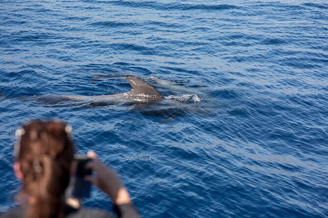 Royal Dolphin Whale watching excursion - Watching From the Deck and Underwater Windows