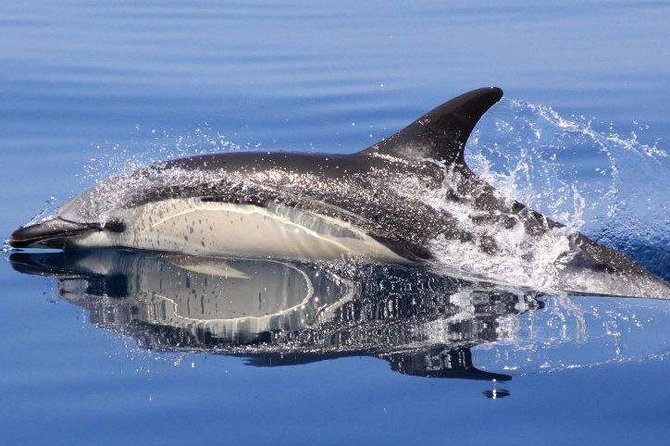 Safari & Boat Tour - Mountains & Dolphins - Why this full-day combination works