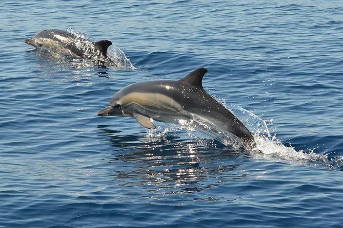 Safari & Boat Tour - Mountains & Dolphins - A 2.5-hour cruise along the Benagil coast