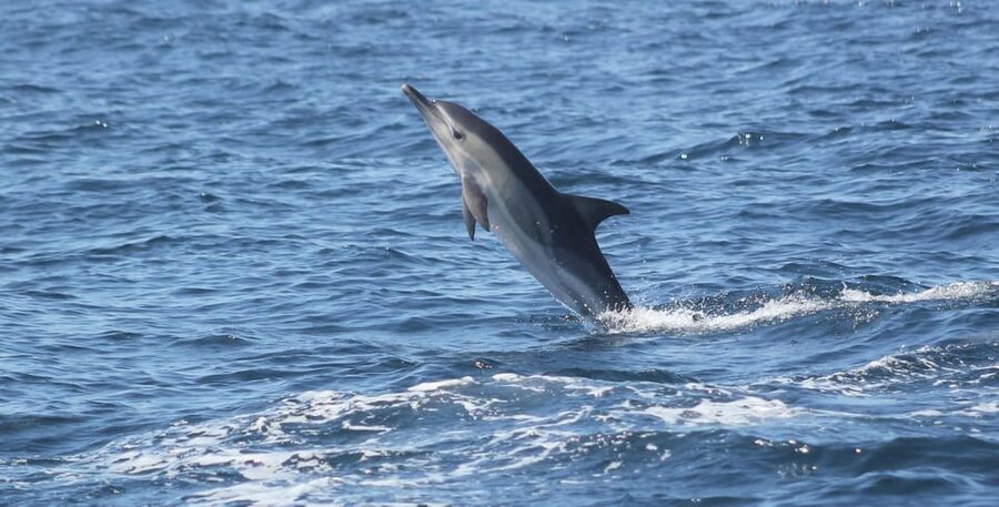 Sagres: Dolphin Watching Tour - The 1.5-hour search for dolphins