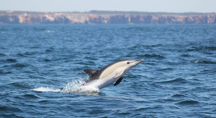 Sagres: Dolphin Watching Tour - Should you book Cape Cruiser?