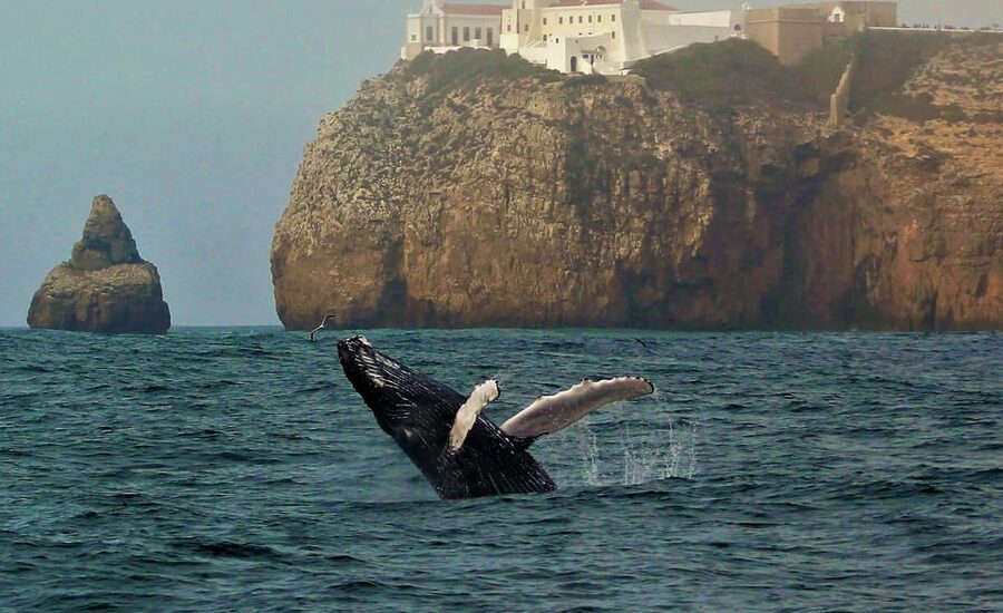 Sagres Wildlife Adventure: Dolphin and Whale Watching Tour - Starting at Baleeira Port near central Sagres