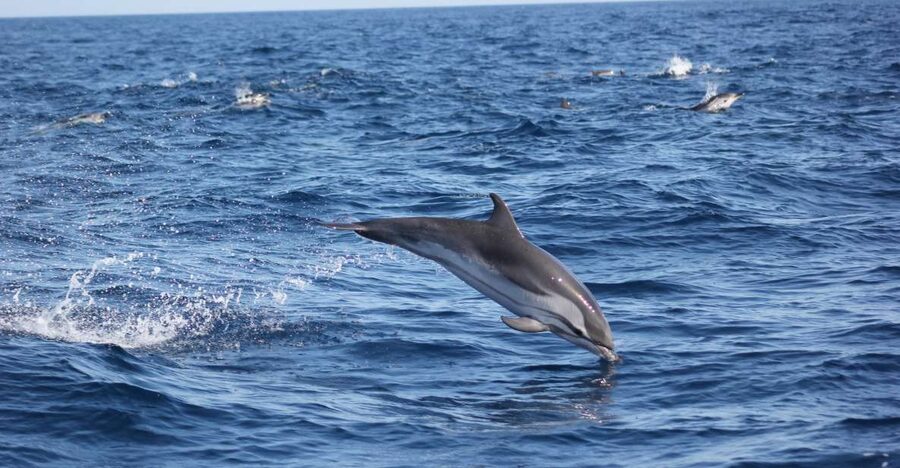 Sagres: Wildlife Tour Dolphins and Caves - What makes the Sagres coast special