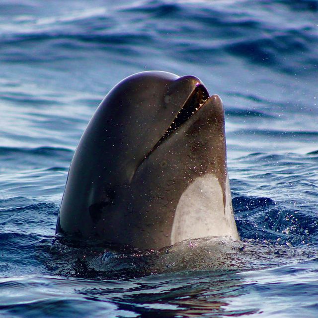Sagres: Wildlife Tour Dolphins and Caves - Starting at Baleeira Port