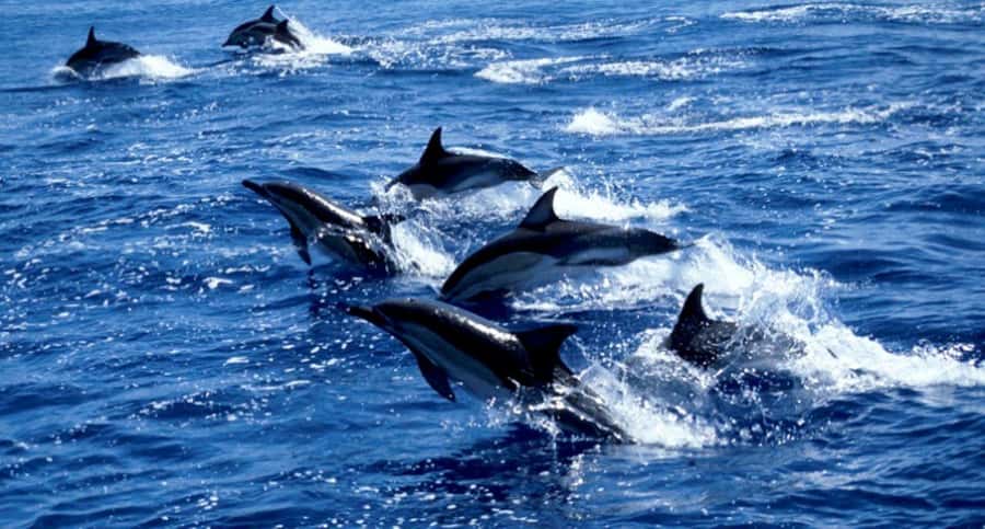 Salaam Cave Tour, Lunch at The Rock, Mnemba Dolphin Tour - Who will enjoy this tour most