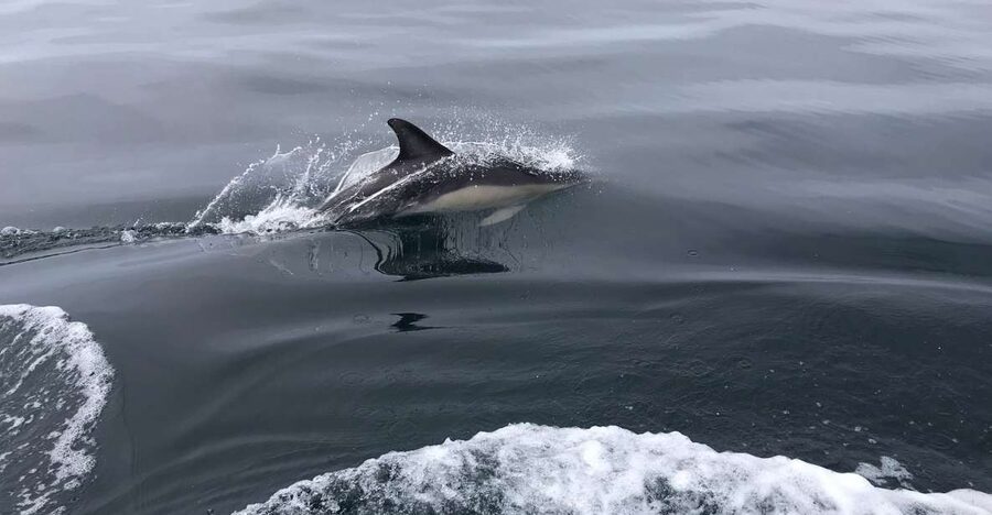 Salema: Dolphin Watching - Key points before you book