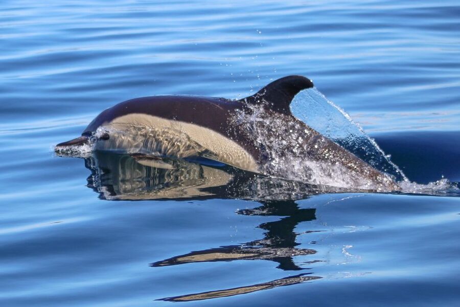Salema: Dolphin Watching - Why Salema is a good base for dolphin watching