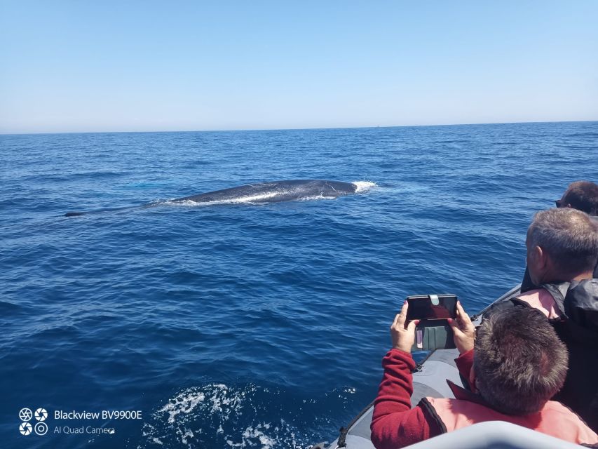 Salema: Dolphin Watching - Dolphin watching with a responsible attitude