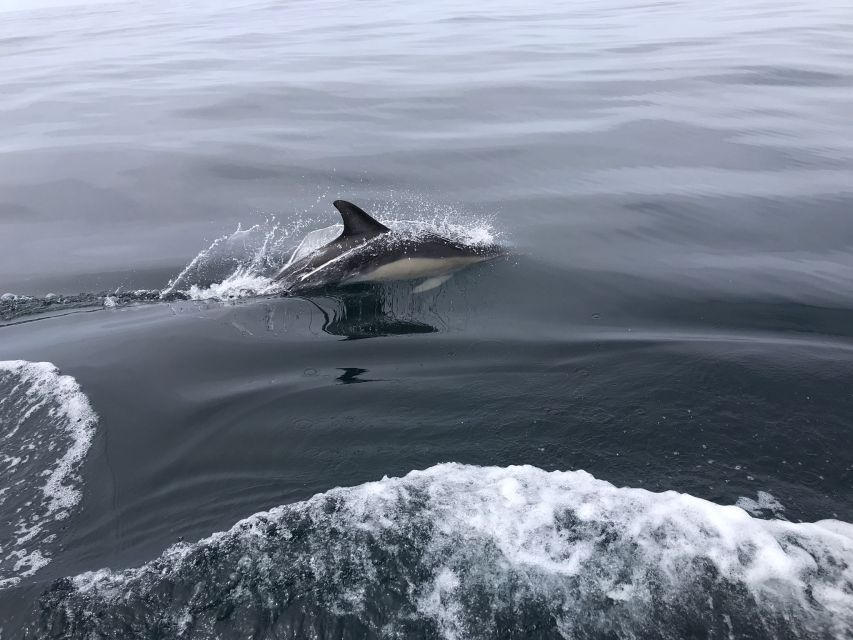 Salema: Dolphin Watching - Is $58 fair for 90 minutes?