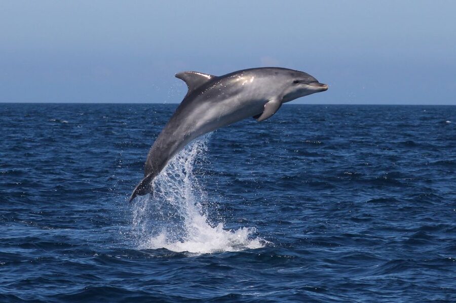 Salema: Dolphin Watching - What happens during the 90-minute outing