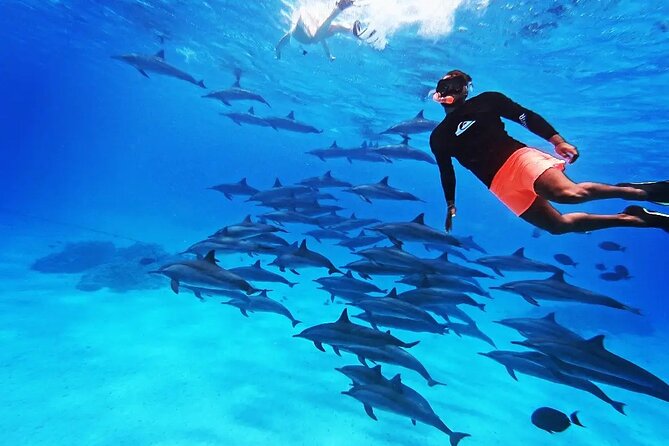 Samadai Dolphin House Snorkel Trip - Marsa Alam - The first 45-minute snorkel session