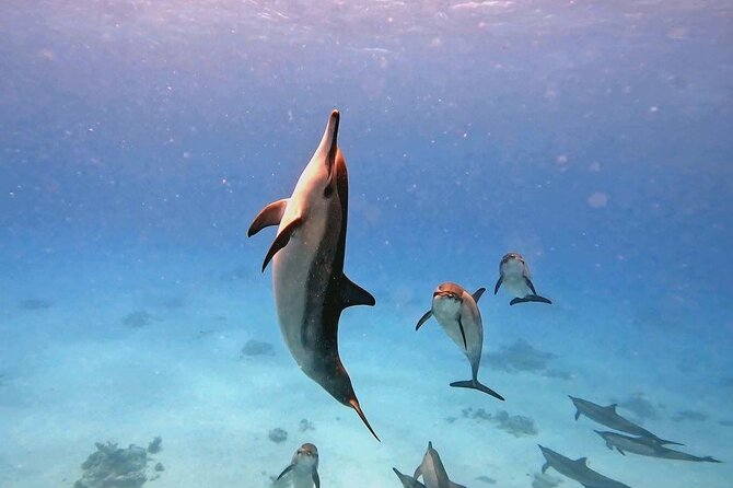 Samadai Dolphin House Snorkel Trip - Marsa Alam - Lunch, drinks, and the break between swims
