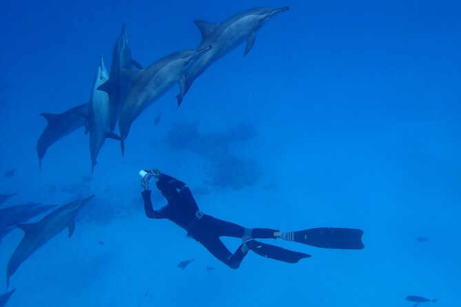 Samadai Dolphin House Snorkel Trip - Marsa Alam - The second 45-minute snorkel session