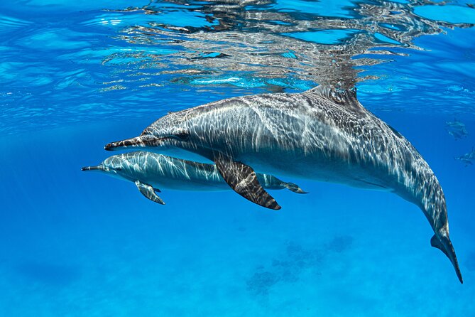 Samadai Dolphin House Snorkel Trip - Marsa Alam - What the $80 price covers