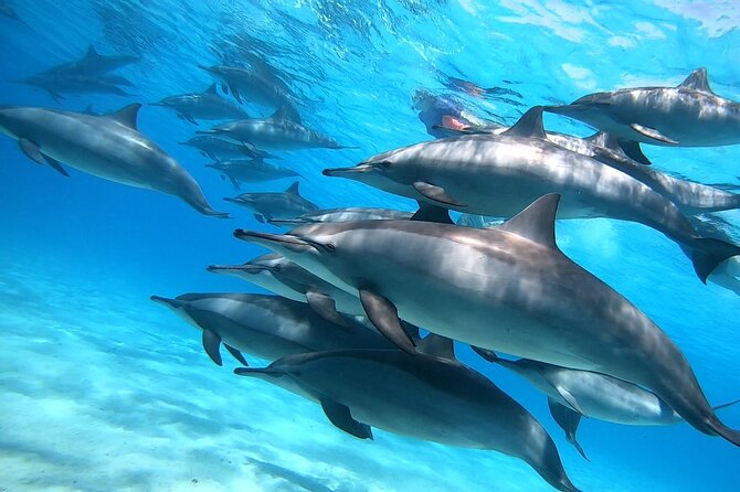 Samadai Dolphin House Snorkel Trip - Marsa Alam - Who will enjoy this outing most