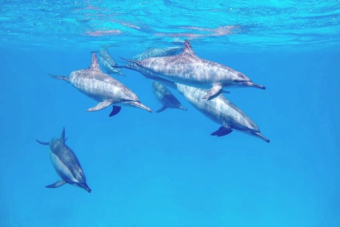 Samadai Dolphin House Snorkel Trip - Marsa Alam - Why Sha’ab Samadai is more than a dolphin stop