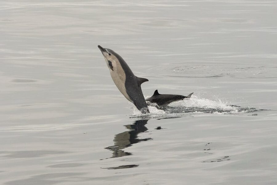 San Diego: Dolphin and Whale-Watching Sunset Cruise - Key details before you book