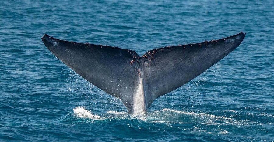 San Diego: Dolphin and Whale-Watching Sunset Cruise - Setting out from San Diego’s waterfront