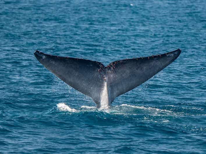 San Diego: Dolphin and Whale-Watching Sunset Cruise - Watching whales in the Pacific