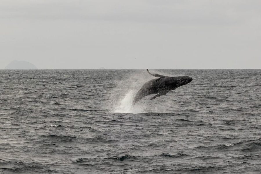 San Diego: Dolphin and Whale-Watching Sunset Cruise - Dolphins, sea lions, and seabirds keep the trip lively