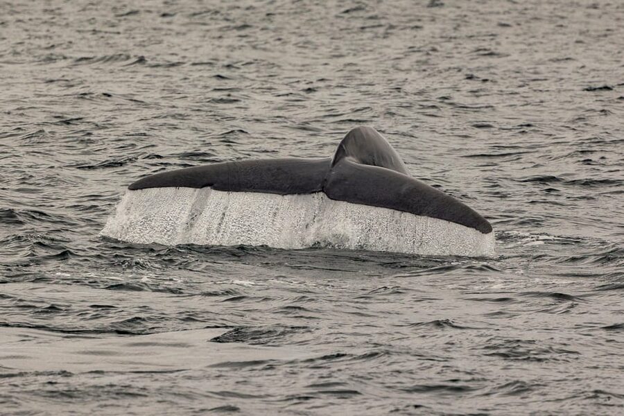San Diego: Dolphin and Whale-Watching Sunset Cruise - Comfort, motion, and who should skip it