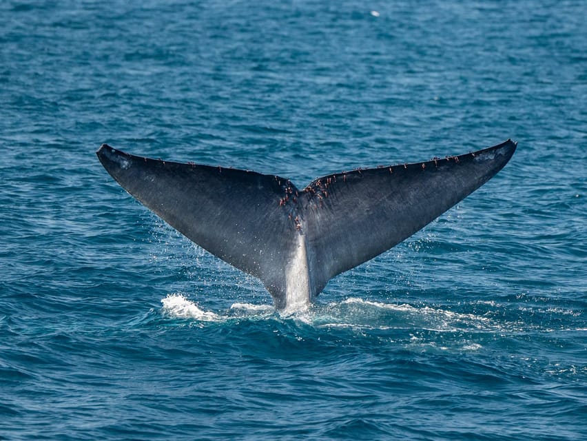 San Diego: Dolphin and Whale-Watching Sunset Cruise - Practical advice for a better outing