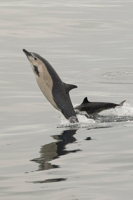 San Diego: Dolphin and Whale-Watching Sunset Cruise - Should you book this San Diego sunset cruise?