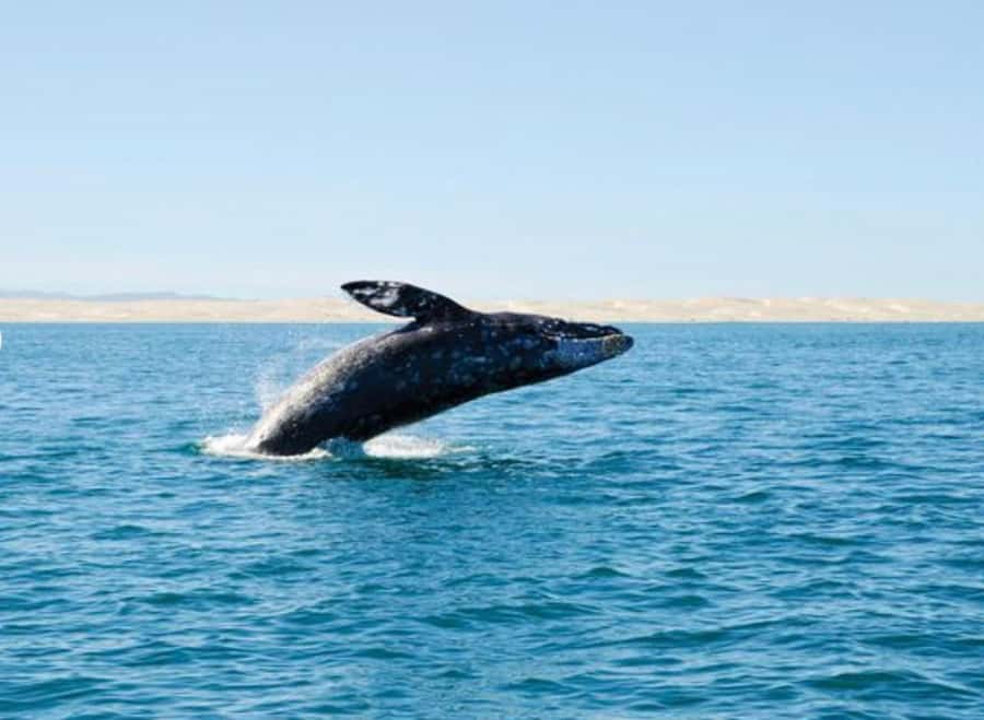 San Diego: Whale and Dolphin Watching Cruise - Key things to know before booking