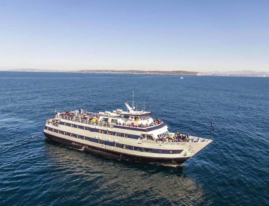 San Diego: Whale and Dolphin Watching Cruise - Gray whales from winter through spring