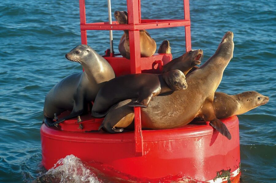 San Diego: Whale and Dolphin Watching Cruise - Blue whales and summer visitors
