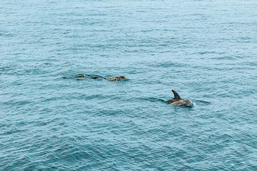 San Diego: Whale and Dolphin Watching Cruise - Sea lions, sunfish, birds, and surprises