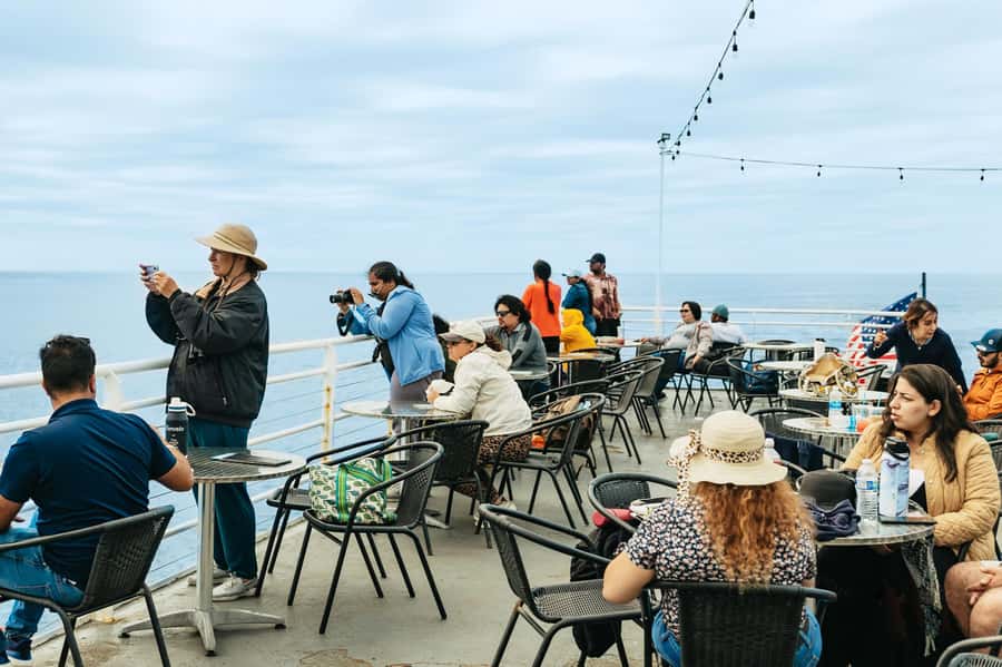 San Diego: Whale and Dolphin Watching Cruise - Price, timing, and what your $77 buys