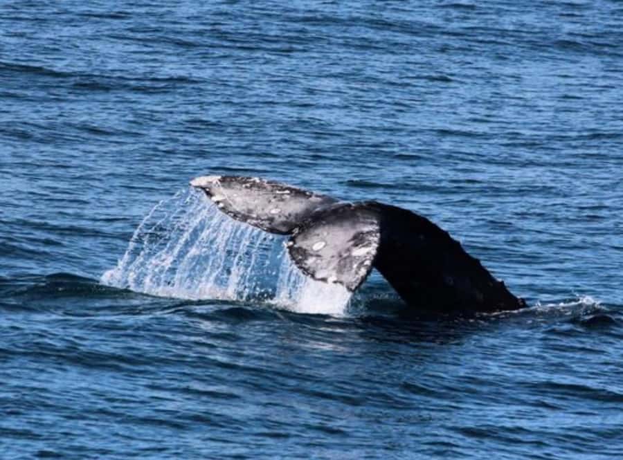 San Diego: Whale and Dolphin Watching Cruise - Four hours on the Pacific