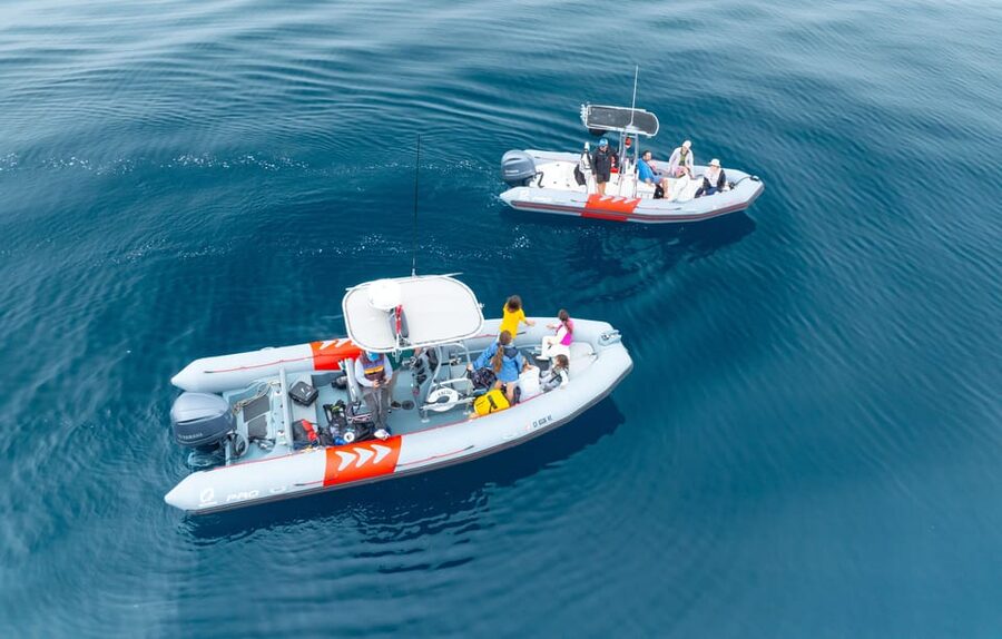 San Diego: Whale and Dolphin Watching Speedboat Tour - Key points before you book