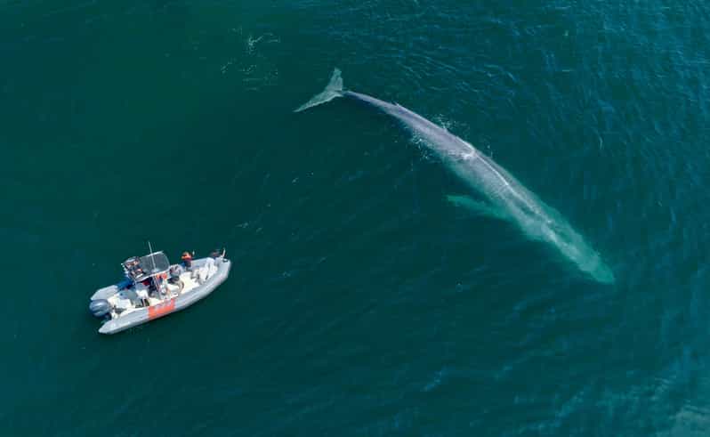 San Diego: Whale and Dolphin Watching Speedboat Tour - Should you book the San Diego speedboat tour?