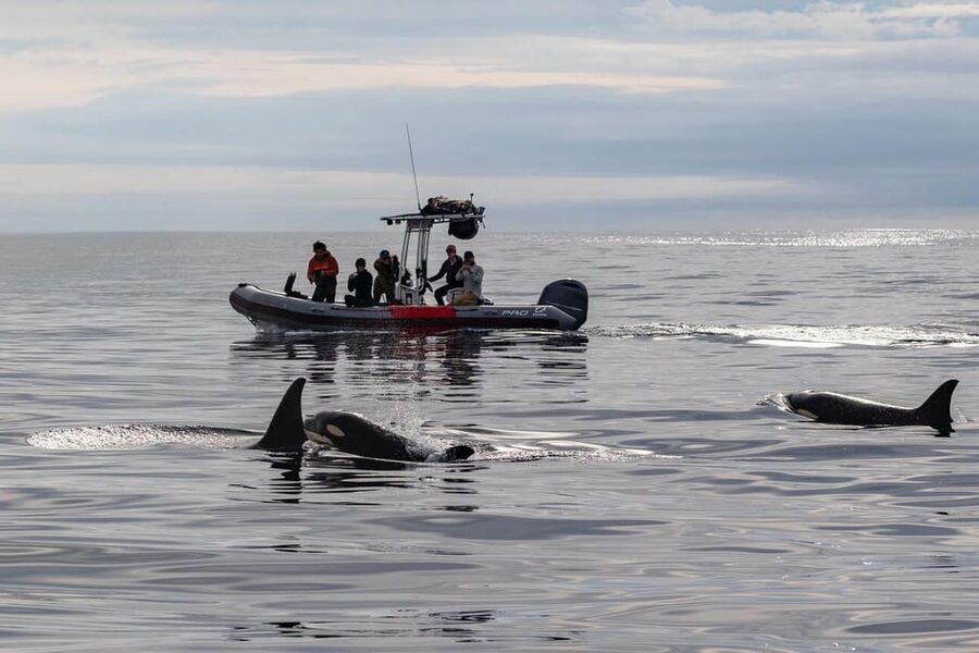 San Diego: Whale and Dolphin Watching Speedboat Tour - Choosing the best season for whales