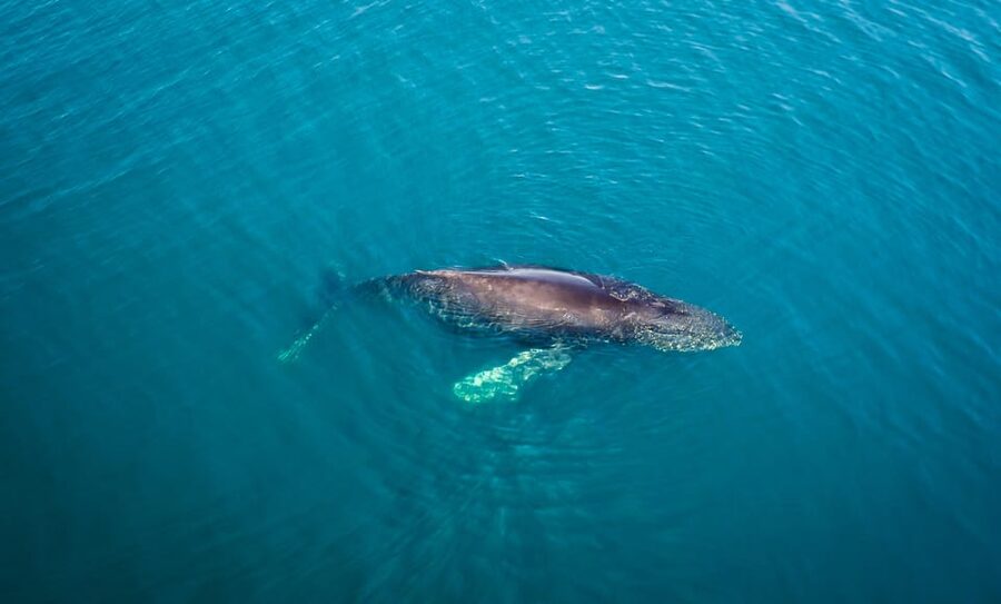 San Diego: Whale and Dolphin Watching Speedboat Tour - Dolphins may be the real stars