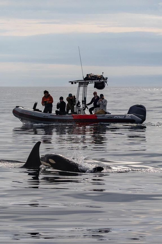 San Diego: Whale and Dolphin Watching Speedboat Tour - What the guides add to the ride