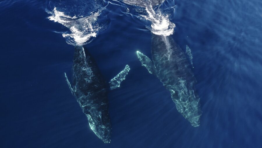 San Diego: Whale and Dolphin Watching Speedboat Tour - How the $188 price earns its keep