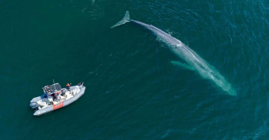 San Diego: Whale and Dolphin Watching Speedboat Tour - Who will enjoy this tour most
