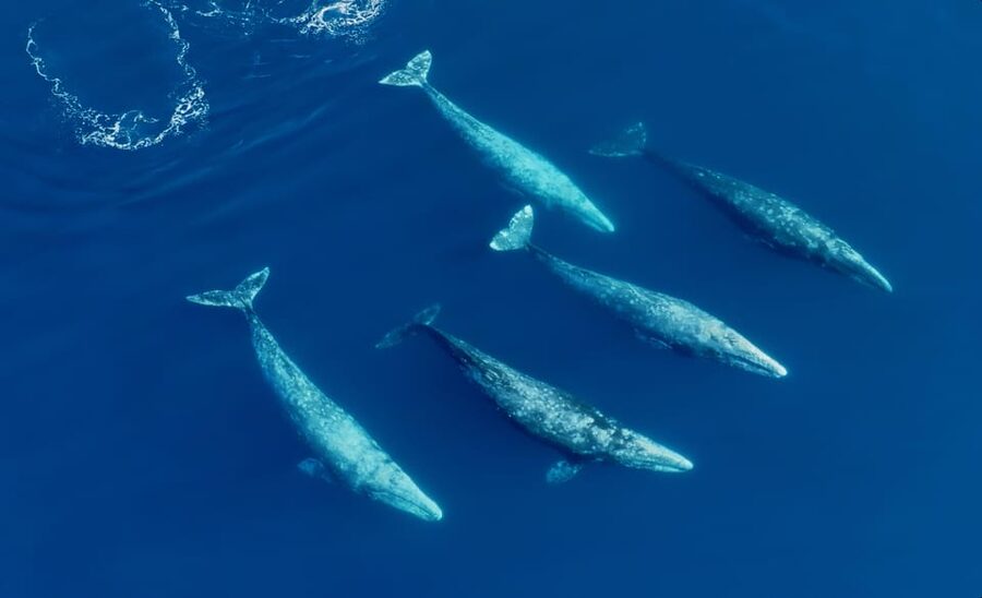San Diego: Whale and Dolphin Watching Speedboat Tour - Three hours of searching the Pacific