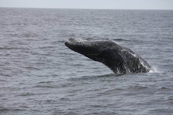 San Diego Whale/Dolphin Watching Cruise Aboard Luxury Vessel - Marine biologists make the ride more meaningful
