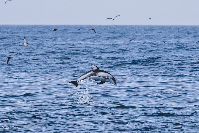 San Diego Whale/Dolphin Watching Cruise Aboard Luxury Vessel - Comfort features that matter offshore