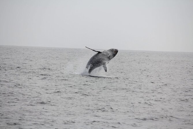 San Diego Whale/Dolphin Watching Cruise Aboard Luxury Vessel - How the $76 price measures up