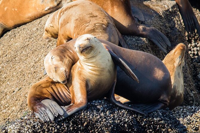 San Diego Whale/Dolphin Watching Cruise Aboard Luxury Vessel - Timing, seasons, and wildlife odds