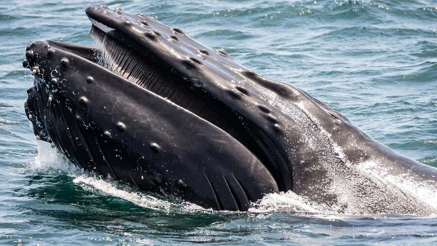San Pedro: West Harbor LA Dolphin & Whale Watching Cruise - A catamaran built for viewing, not just transport