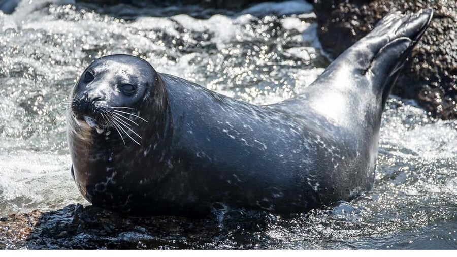 San Pedro: West Harbor LA Dolphin & Whale Watching Cruise - Who will enjoy this most?