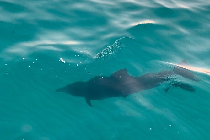 Sandestin Sunset Eco-Dolphin Cruise Aboard Sol y Luna - How to make the most of Sol y Luna